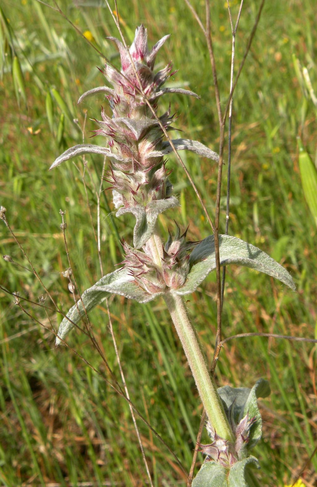 Dovrebbe essere Stachys thirkei